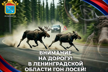 ВНИМАНИЕ НА ДОРОГУ! #ЛЕНОБЛПОЖСПАС ПРЕДУПРЕЖДАЕТ: В ЛЕНИНГРАДСКОЙ ОБЛАСТИ ГОН ЛОСЕЙ!